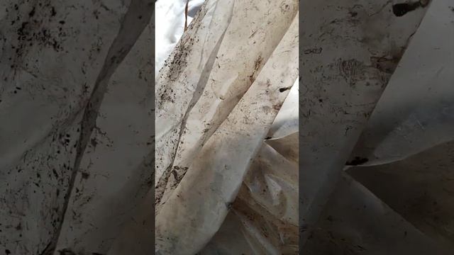 Виноград в Сибири и заморозки