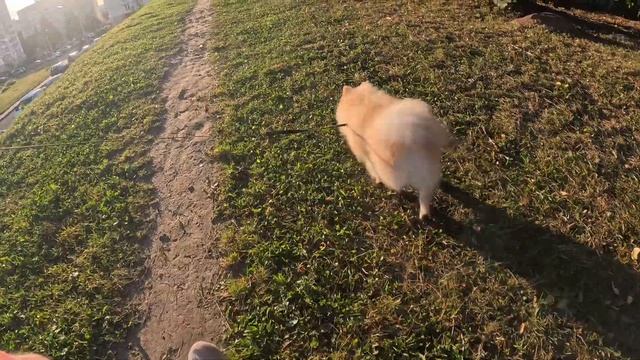 Шпиц на прогулке. Раннее утро. Минск. Беларусь.