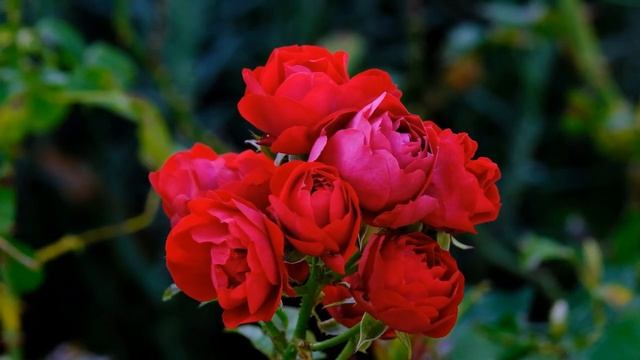 Чарующие красивые розы.