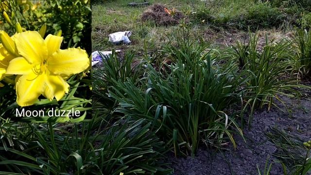 Двигаюсь к саду мечты. Новые посадки.