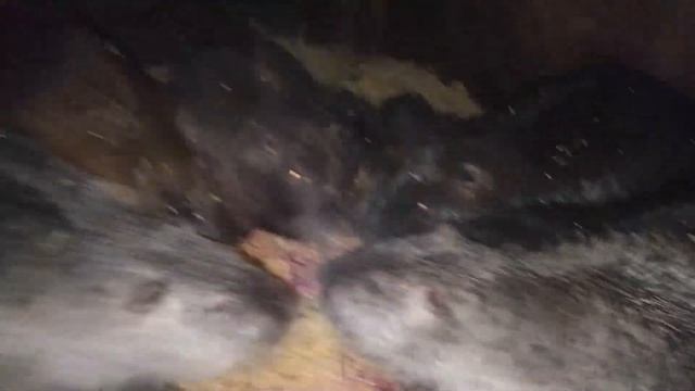 Обещают СНЕГОПАД! Кормление НУТРИЙ (вечернее) : каша со