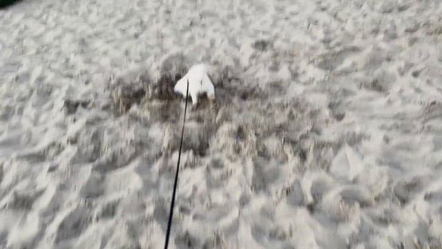 Велосипед, щенок и Балтийское море