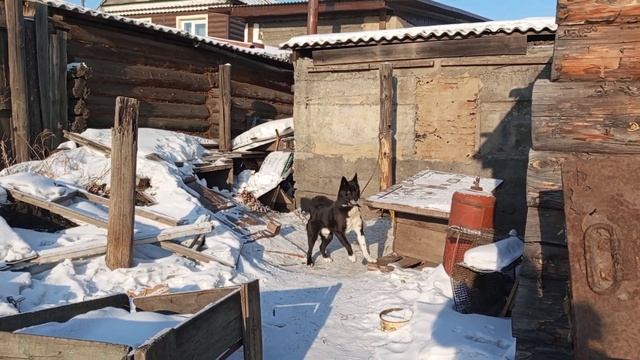 растения поженилась 1 сезон 4 серия 6 +новый персонаж бо