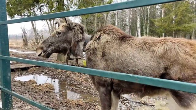 Кострома, часть 2. Лосиная ферма деревня Сумаровоко. Ма