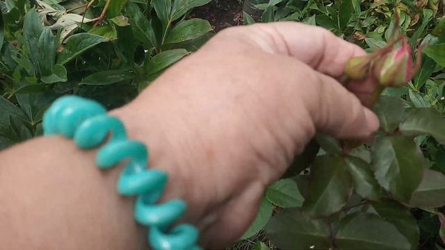 В моём саду лиана- вредитель.Ботву картофеля обрезала.