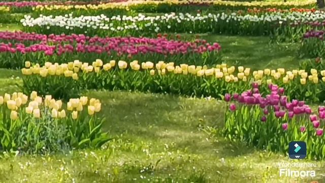 Море тюльпанов🌷Звуки весны