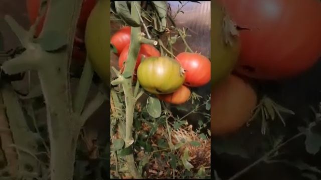 ТОМАТ КРАСАВИЦ ГЛАЗА НЕ ОТОРВАТЬ