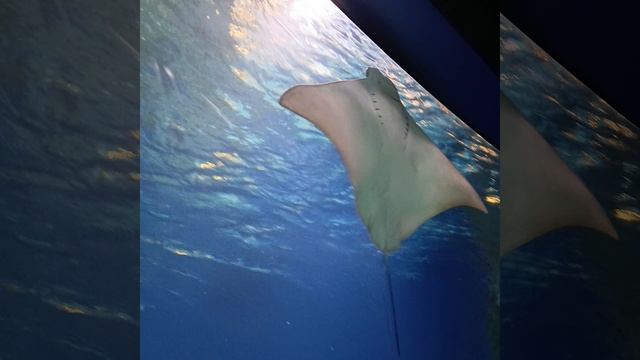 В ОКЕАНАРИУМЕ