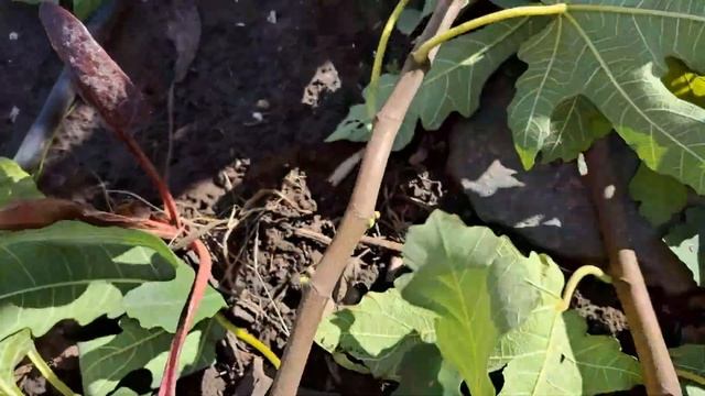 Обрезка инжира осенью с пользой для огорода и сада 😉.