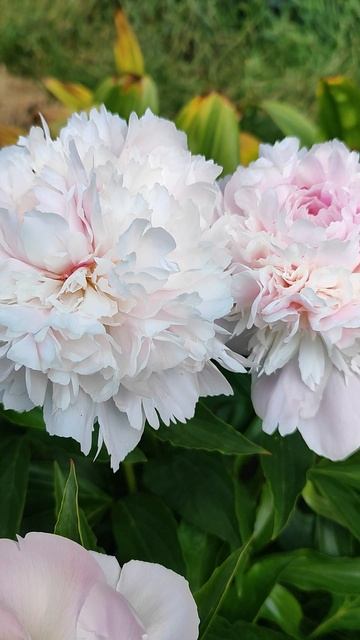 Пион Энджел Чикс