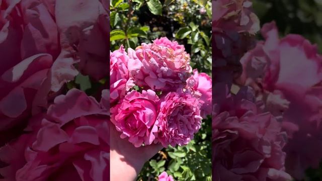 Открытие осеннего каталога с 15 сентября 🥀 Каталог rozi-