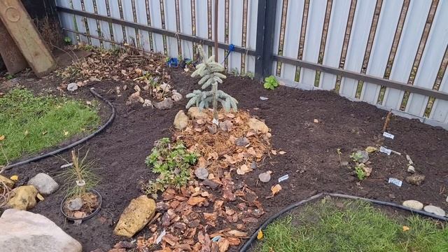 Осенняя распаковка хвойных📦🌲ДОЛГОЖДАННЫЕ растения