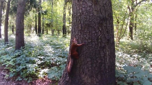 Испытание экшен-камеры DIGMA DiCam 300 – белка в Бирюлевском
