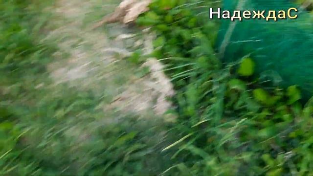 КАЛИНИНГРАД ЭТО 9 ЁЛОЧЕК НАШЕЙ СЕМЬИ ! СДЕЛАЛИ СТОЯНКИ