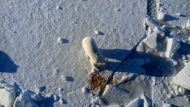 Белый мишка жрёт вафли  Polar Bear Eating Waffles