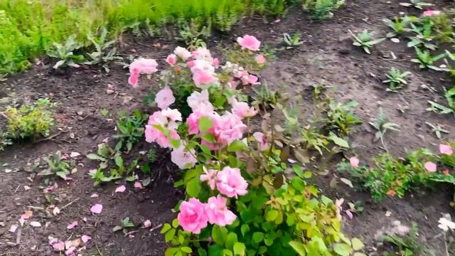 Вот такая прекрасная вечерняя прогулка и такие прекра