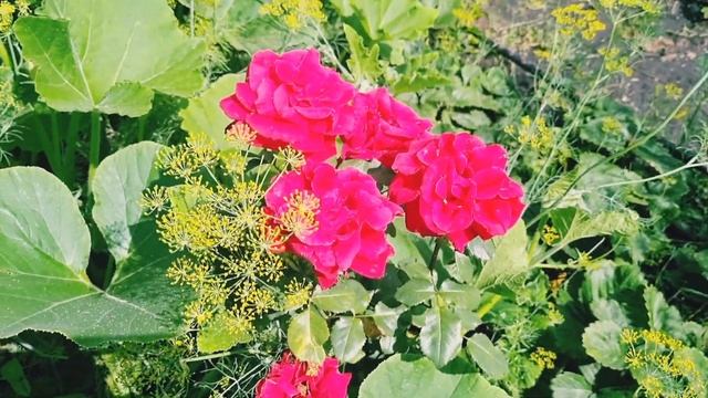 За цветочным релаксом.Средний Урал.