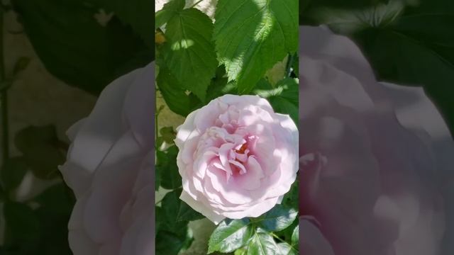 #пасификблю #голубаяроза #тантау #pacific Blue Rose