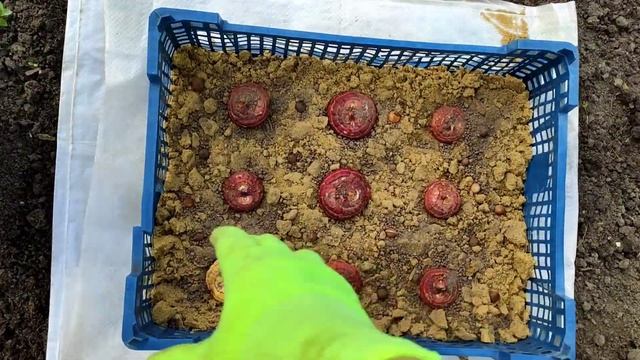 ПЬЮ ВКУСНЫЙ ЧАЙ . САЖАЮ ГЛАДИОЛУСЫ. ПОДАРОК 🎁 от КРОТА