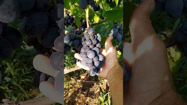 виноград Руслан!