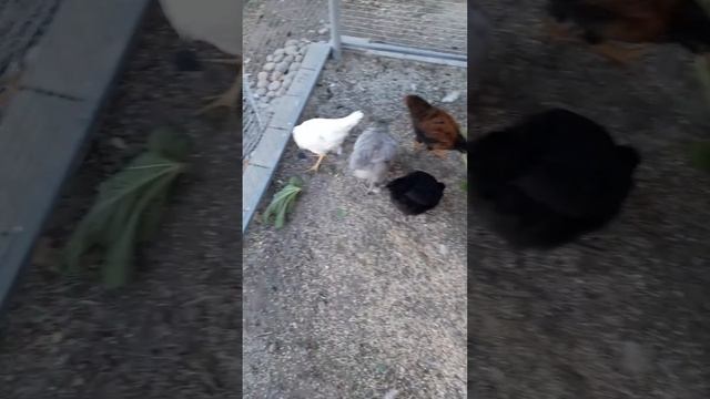 Подарок уходящего лета.