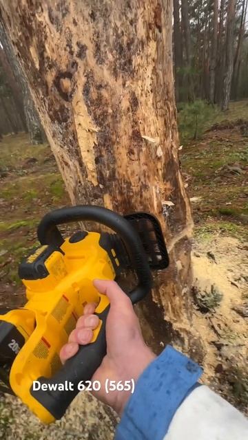 Dewalt 620 #dewalt #пила #лес #валежник валка дерев