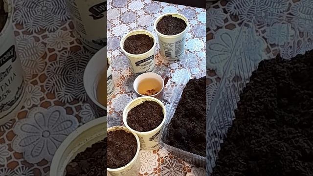 виноград из семян