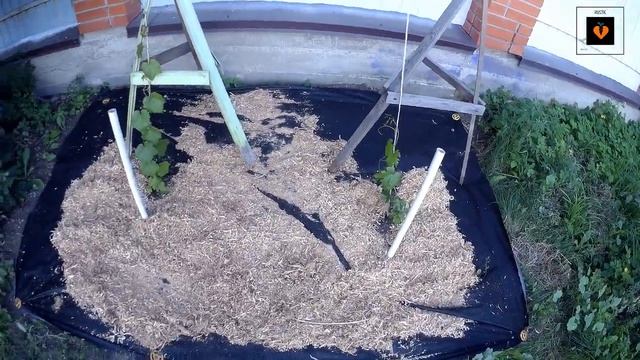 Самый лучший ДЕНЬ в году | Виноград в Сибири как на ЮГЕ