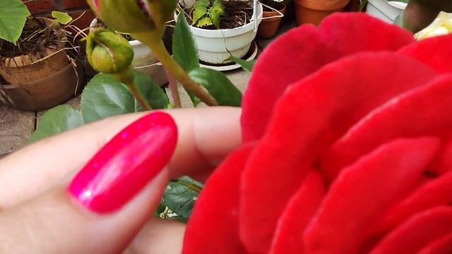 ОДА ТЕРРОКОТЕ. РОЗА ТЕРРОКОТА В МОЁМ САДУ БОЛЕЕ 13 ЛЕТ.