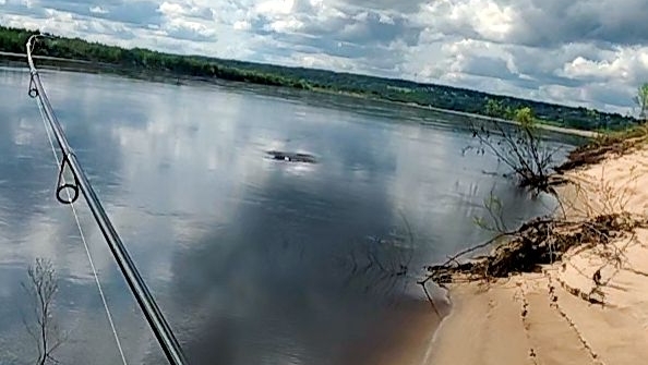 Этот конь гнёт спиннинг в дугу! 🎣🐟