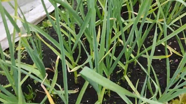 ОГОРОД в ИЮНЕ! И Холод и Зной! Как все развивается.