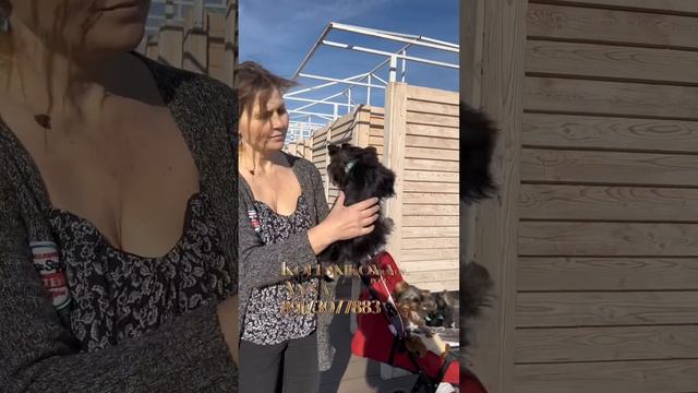 Май Вей и La Vie En Rose #yorkie