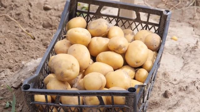 Відеорепортаж День Поля 2017 ФГ 