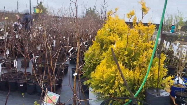 В садовый центр за саженцами!