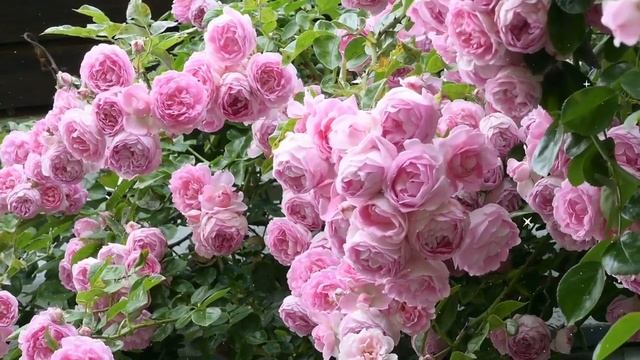 Богач влюбился в слепую девушку, продающую цветы. Жизн