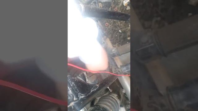 плюсы и минусы томата #Днепр мт 10