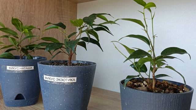 Фикусы Бенджамина Кинки, Наташа, Экзотика