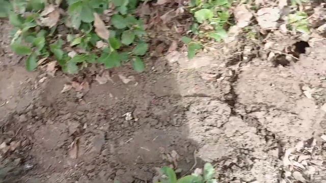 Виноград вымерз. Полив перед заморозками. Термообрабо