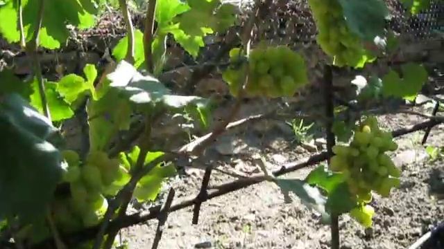 Юбилей Новочеркасска