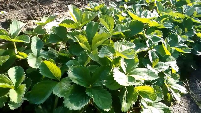 Свежо после ночного дождя #21июня #2023год #голубоенебо #ж