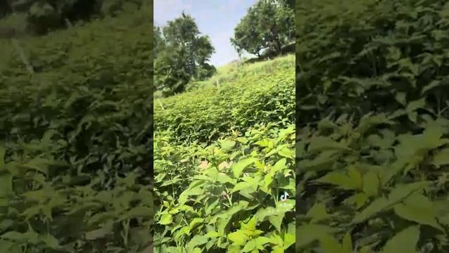 Подвязка малины на поле. Алматы малина #вестисполей #а?