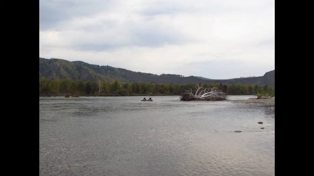 Абакан желто-зеленый