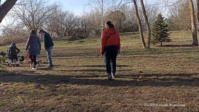 Английский сеттер. Прогулка в парке.