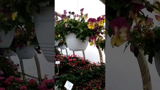 Приехали в питомник, а что купить не знаю. Тверская обл