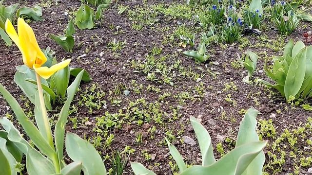 Снег на соцветиях  & Первые тюльпаны..9-10.04.2025 г