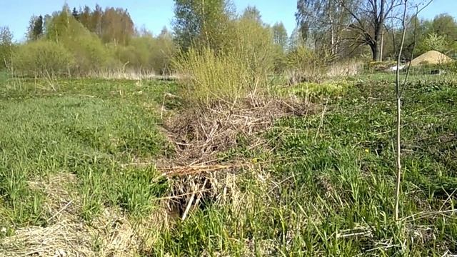 Тема женская, томатная...10 мая 2023