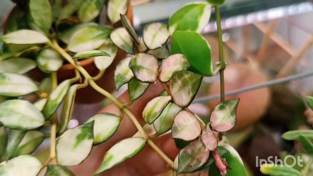 D5a85c590e882213c7f87b3e6aa7aef7