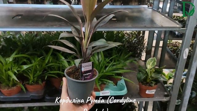 Кордиліна Румба (Cordyline Rumbeh)