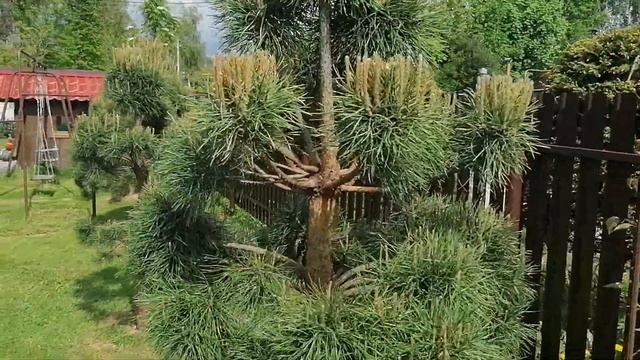 8f8df8b4224b184d442d405358232009