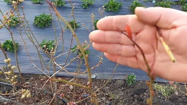 Почернели веточки, кончики голубики. Что это? Что дела?